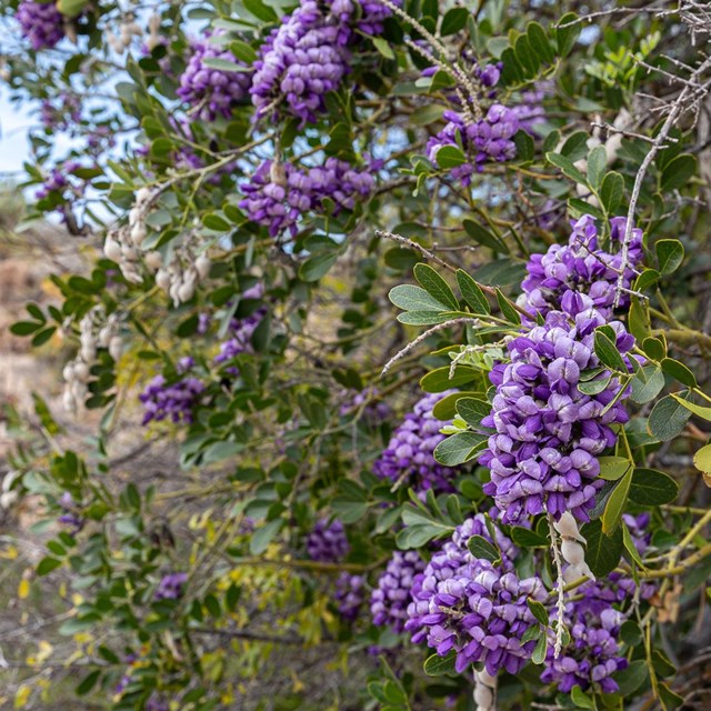 Bunches of purple mountain laurel flowers hang from tree.