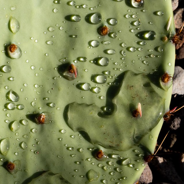 Rain drop on prickly pear pad