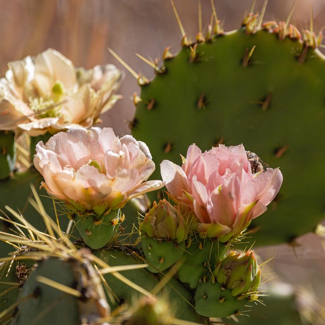 A prickly pear in bloom.