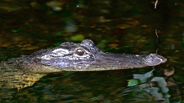 alligator on loop road