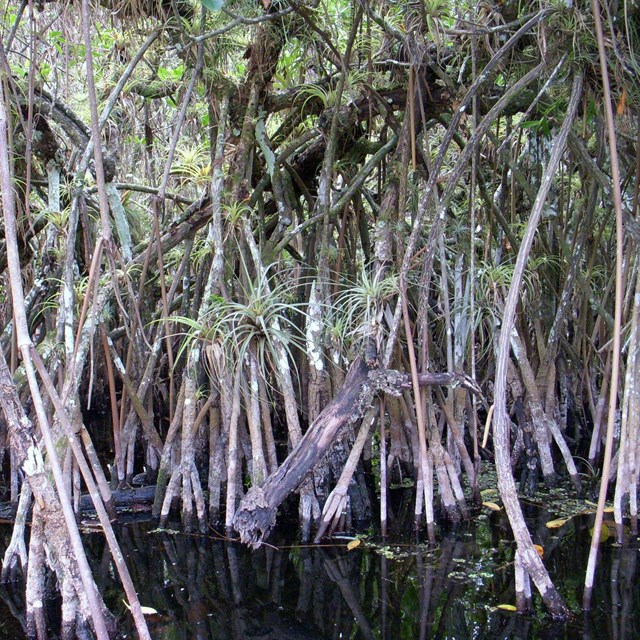 Red mangrove trees in the water.