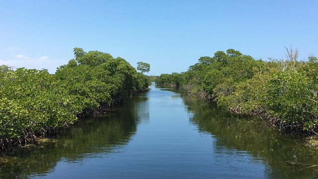 Water winding through a mangrove forest
