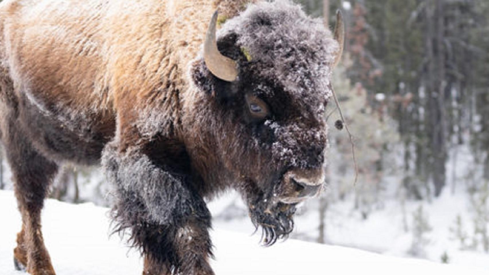 Bison in winter in Yellowstone National Park 