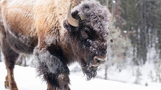 Bison in winter in Yellowstone National Park 