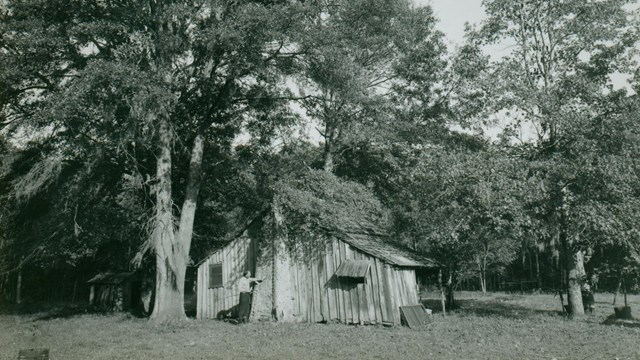 historic black and white photo of an old cabin next to a tree with a man standing out front