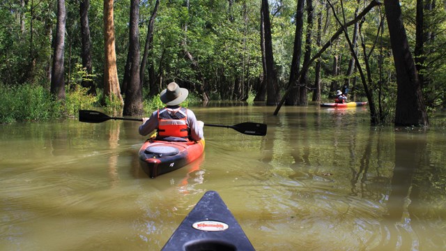 a person in a black-red-yellow kayak paddling through a flooded part of the forest