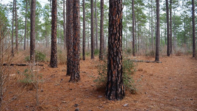 A forest of pine trees with the ground covered in light brown pine needles.