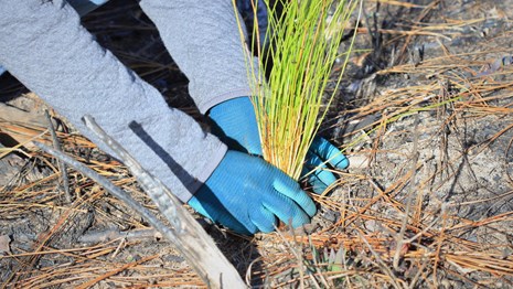 closeup of a volunteer planting a longleaf pine sapling