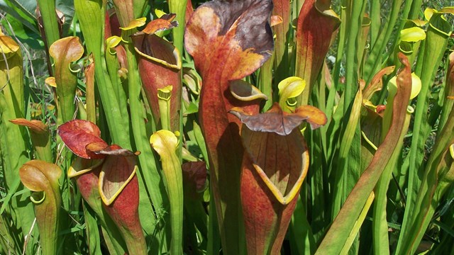 A cluster of green and red pitcher plants.