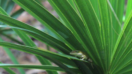 a green anole lizard resting in a palmetto
