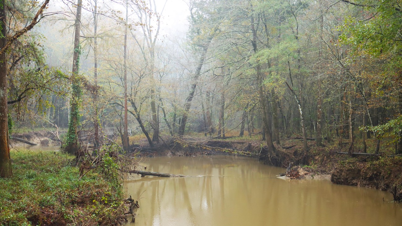 A creek with murky brown water flowing through a misty forest in late fall.