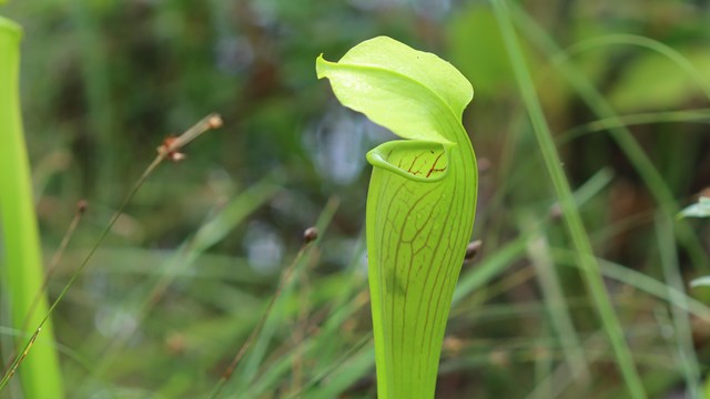 A bright green pitcher plant in a grassy field, with an insect's outline inside.