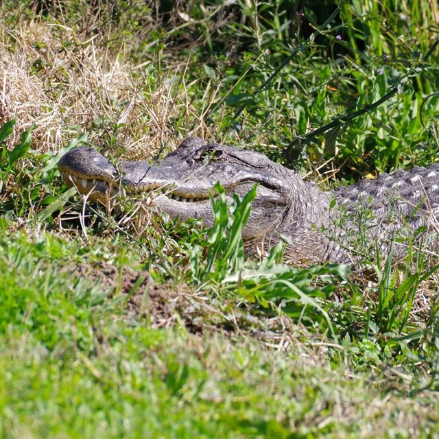 American alligator sunbathing by a marsh