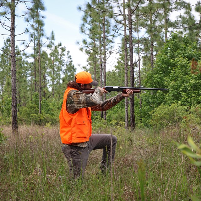 A kneeling man wearing orange hunting clothing while aiming a shotgun in a pine forest.