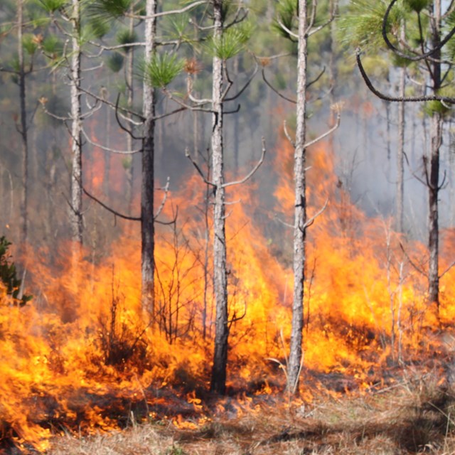 prescribed fire burning in a pine forest