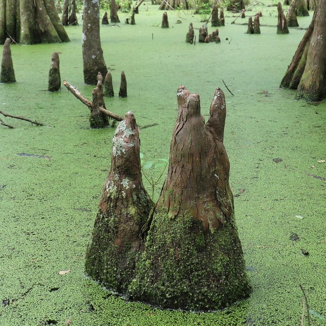 bald cypress knees growing out a green swamp