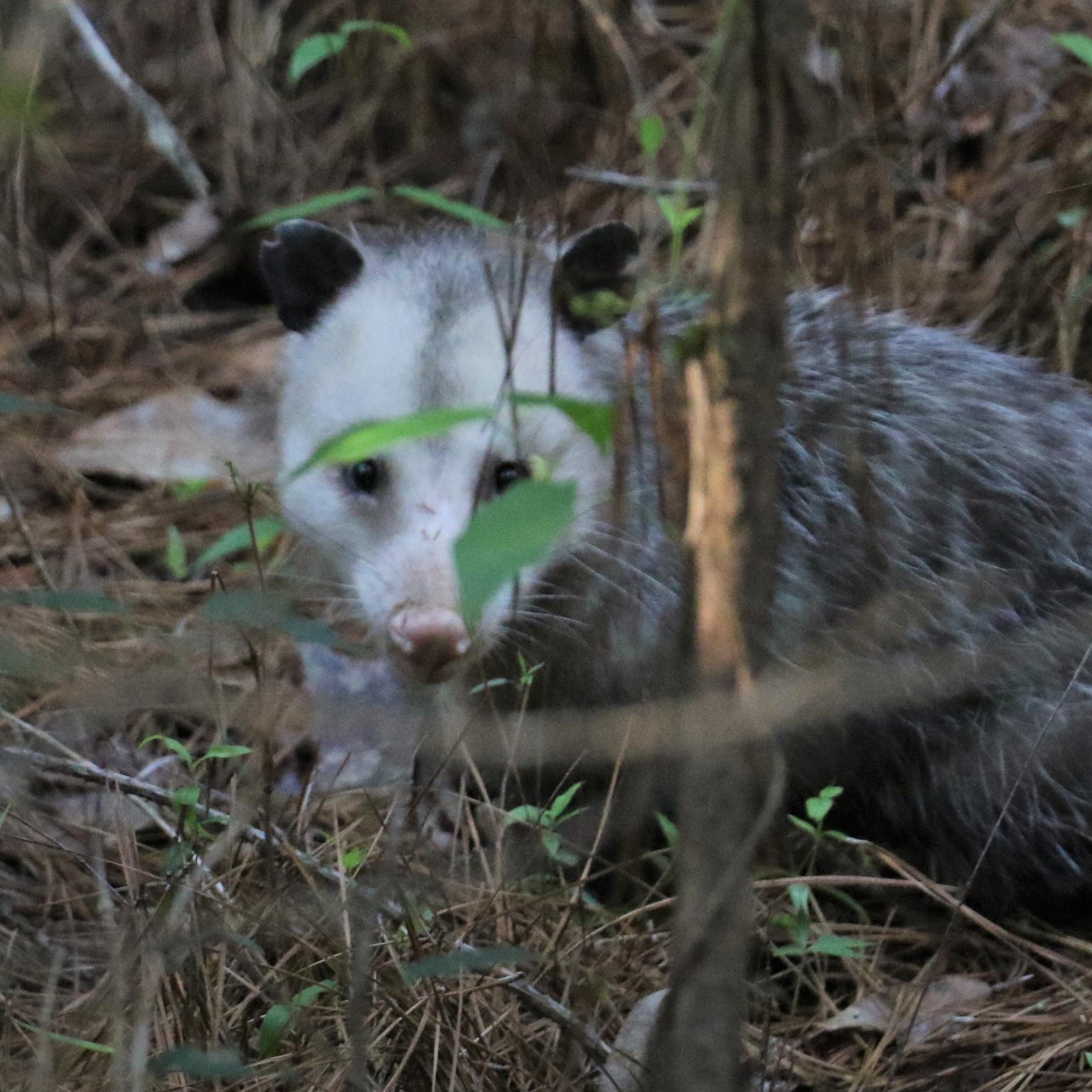 gray-white opossum looking at the camera through some brush