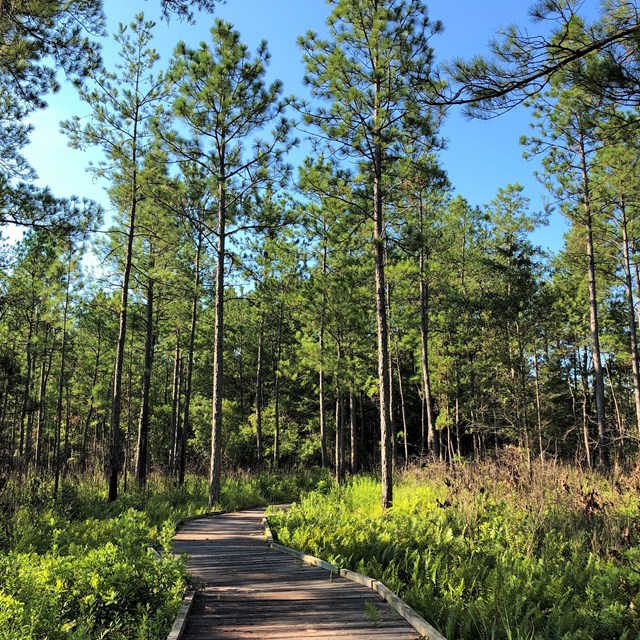 A wide, wooden boardwalk path squeezes between green low bushes and extends into the woods. 