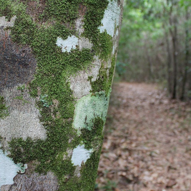 Fuzzy, green algae climbs and black & white splotches of lichen paint a smooth tree trunk. 