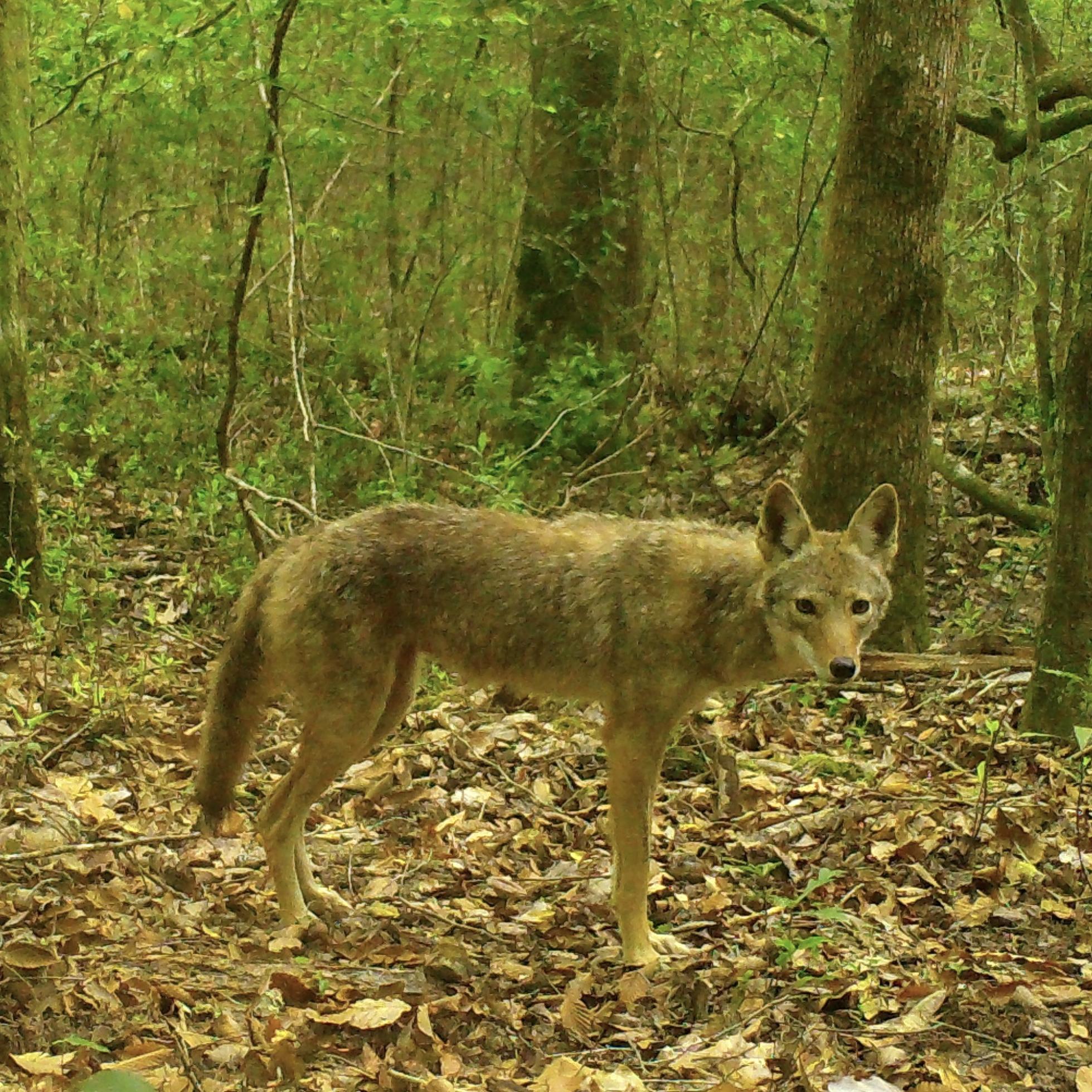 small coyote in dense, green forest, looking toward the trail camera