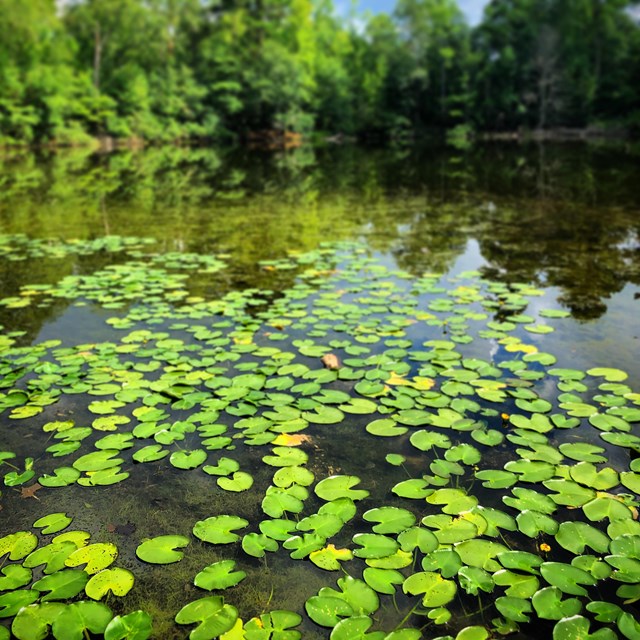 Dozens of lily pads float on the calm surface of a forest pond.