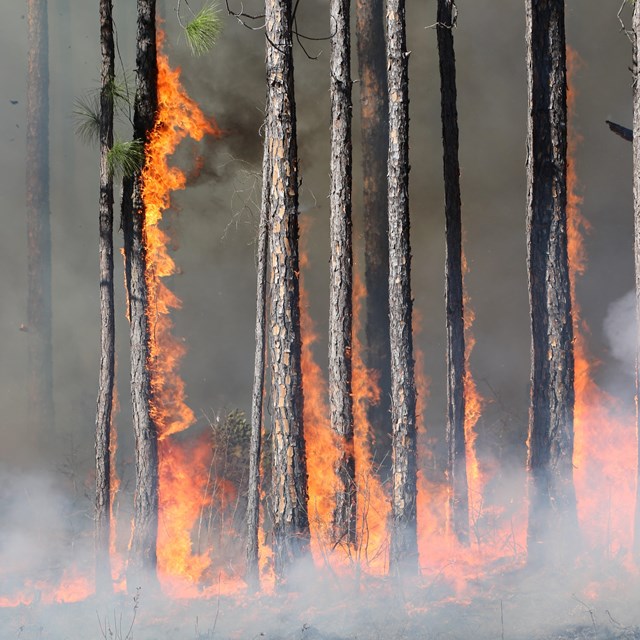 orange flames climb thin pine tree trunks during a controlled fire.