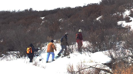 Four people snowshoe along a trail through brown oak brush.