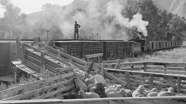 Lambs inside a corral are loaded into rail cars. A person stands on top of a rail car.