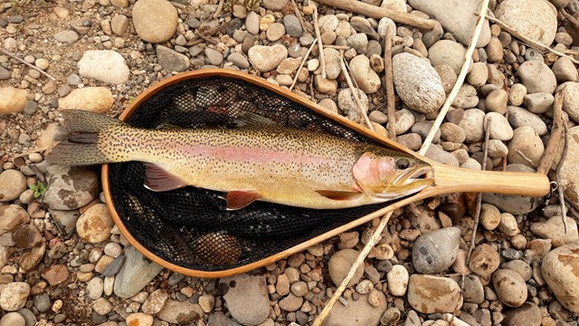 A light gray and pink fish lays in a fishing net on rocky ground.