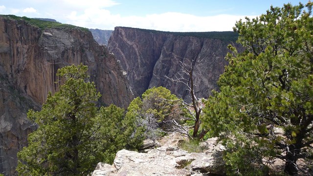 a sheer canyon of dark rock in the background, vibrant green pinyon pine trees in foreground