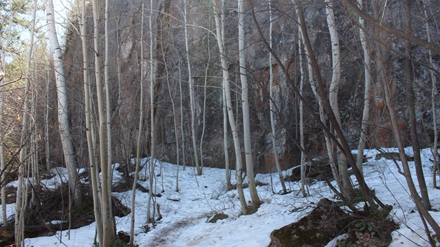 Snowy scene with tall thin tree trunks and a smooth rock wall in the background