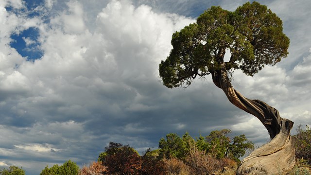 A twisted juniper tree stands on a canyon rim. Large clouds and patchy blue sky are above.