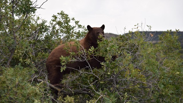 A brown bear stands on its hind legs amidst green vegetation.