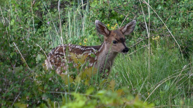 A small fawn with a brown coat and white spots stands between green shrubs and plants.