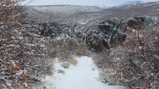 Snowy scene with shrubs and gambel oak trees.