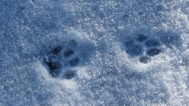 Two bobcat paw prints in snow