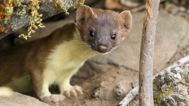 A small weasel with a light-colored belly and brown outer colored fur