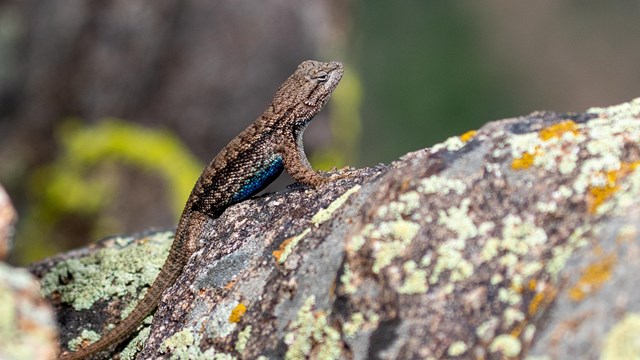 A small lizard with brown markings sits on a lichen covered rock