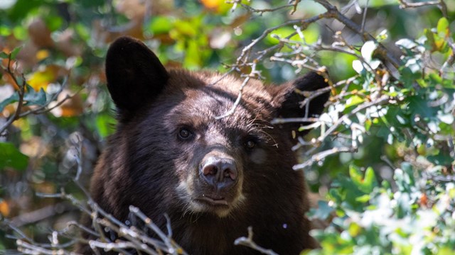 A black bear face with a brown fur looks through green vegetation.