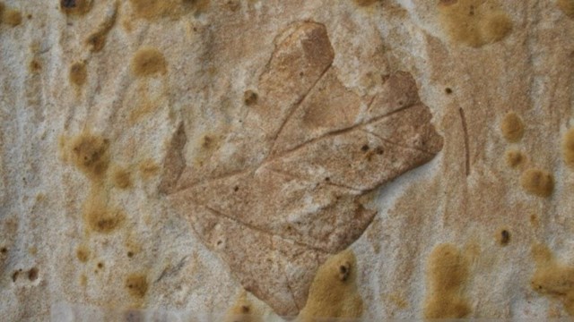 A leaf impression on beige and light yellow speckled rock. A black and white scale is at the bottom.