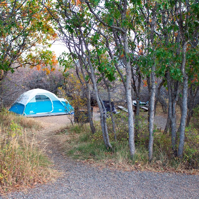 Blue and white tent at a wooded campsite. Gravel path leads to the campsite.