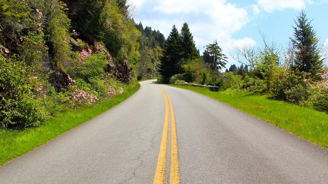 Parkway with pink flowers