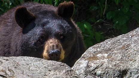 A black bear peering over a rock