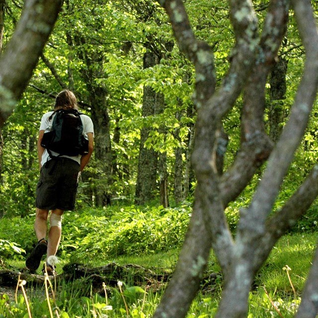 A hiker walks through a green, summer forest