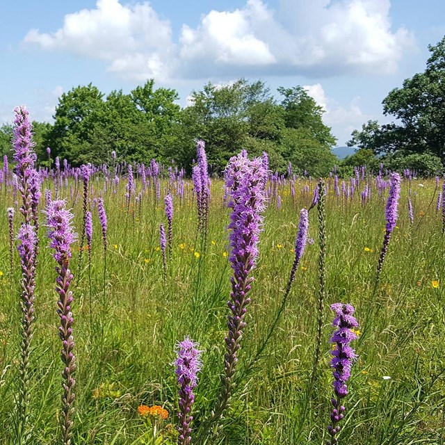 A field with purple, spike flowers stretches to a line of trees in the distance