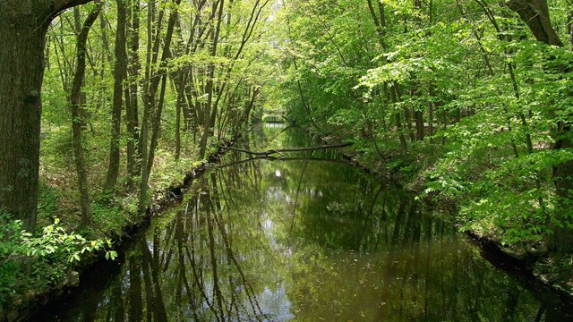 Segment of Blackstone Canal surrounded by trees.