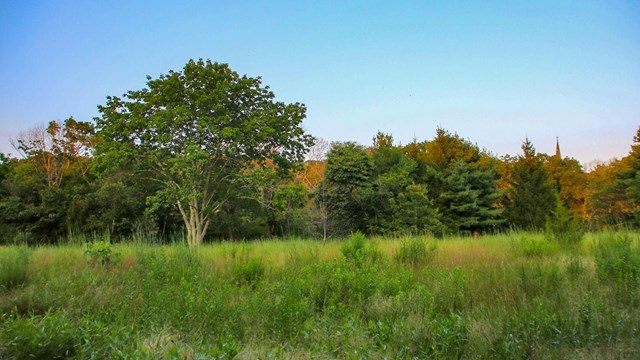Open field with several trees and clear blue sky