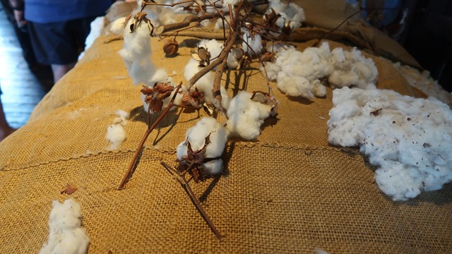 Bale of cotton with cotton plants on top