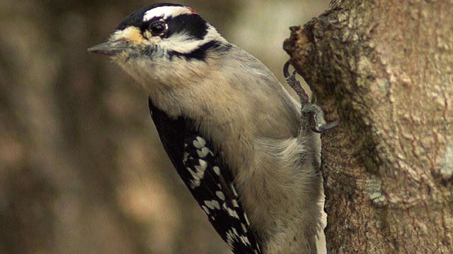 downy woodpecker on a tree