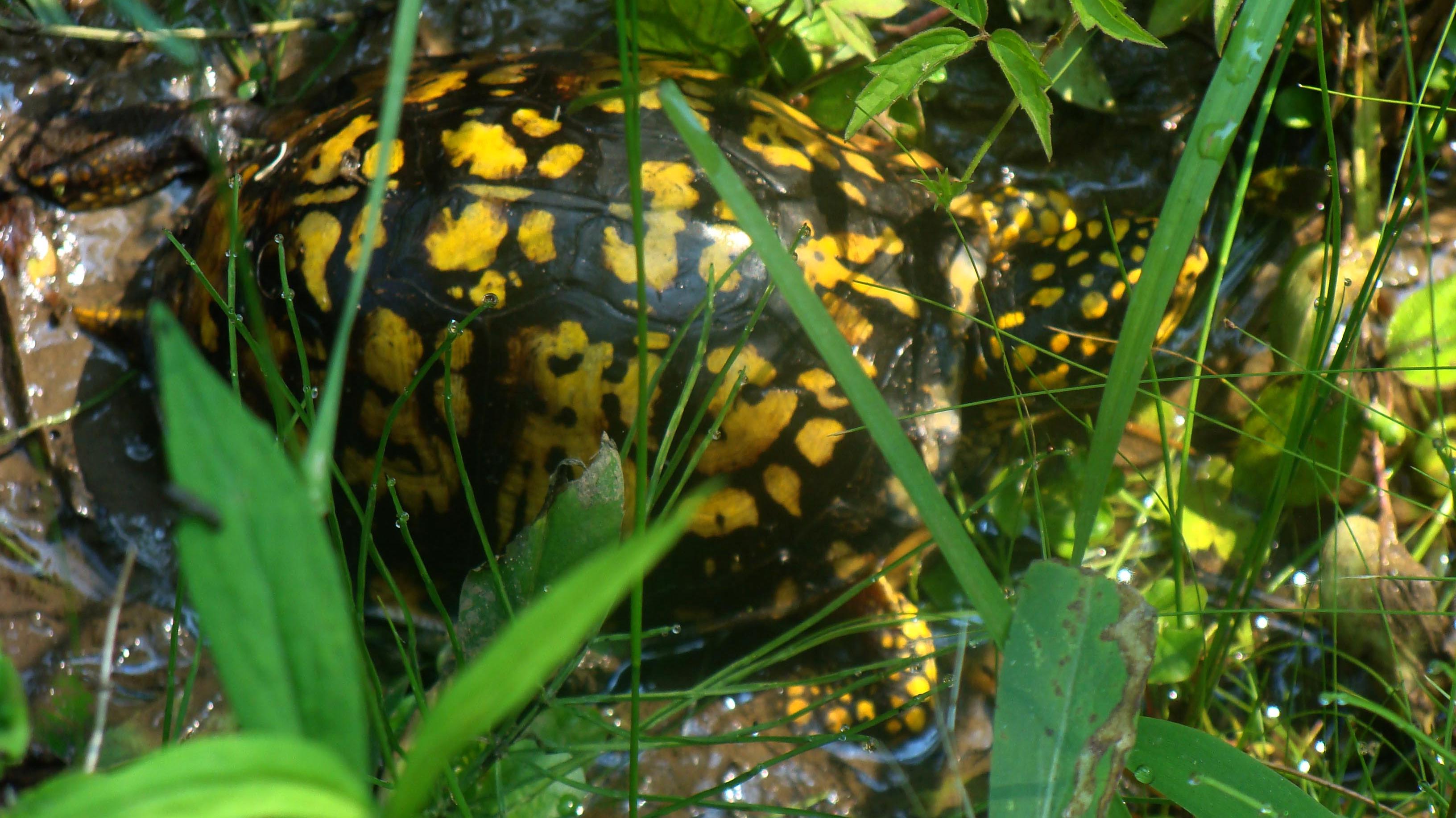box turtle